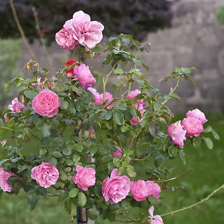 Hospederia Pinos Llanes